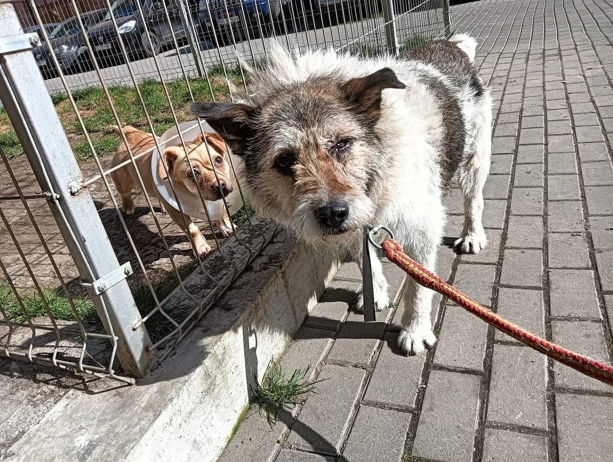 Patrasch, male senior Mixed Breed for adoption at Ein Herz für Streuner e.V., München