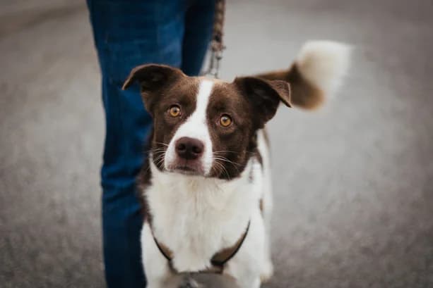 Patrick, braun male young Mixed Breed for adoption at Ein Herz für Streuner e.V., München