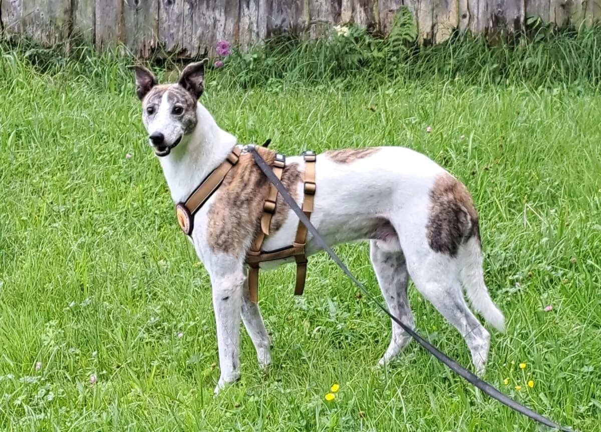 Patrick, male senior Mixed Breed for adoption at Ein Herz für Streuner e.V., München