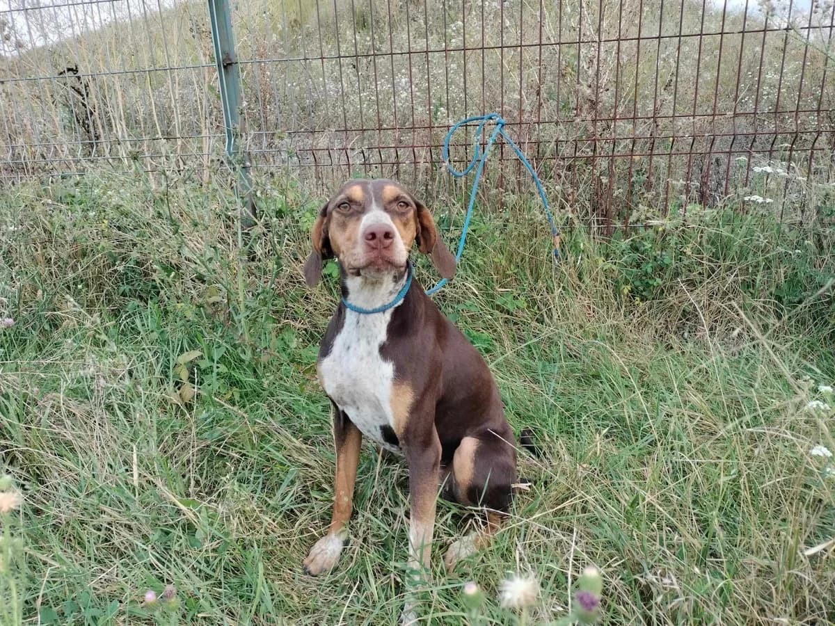 Patrisia, female young Mixed Breed for adoption at Ein Herz für Streuner e.V., München