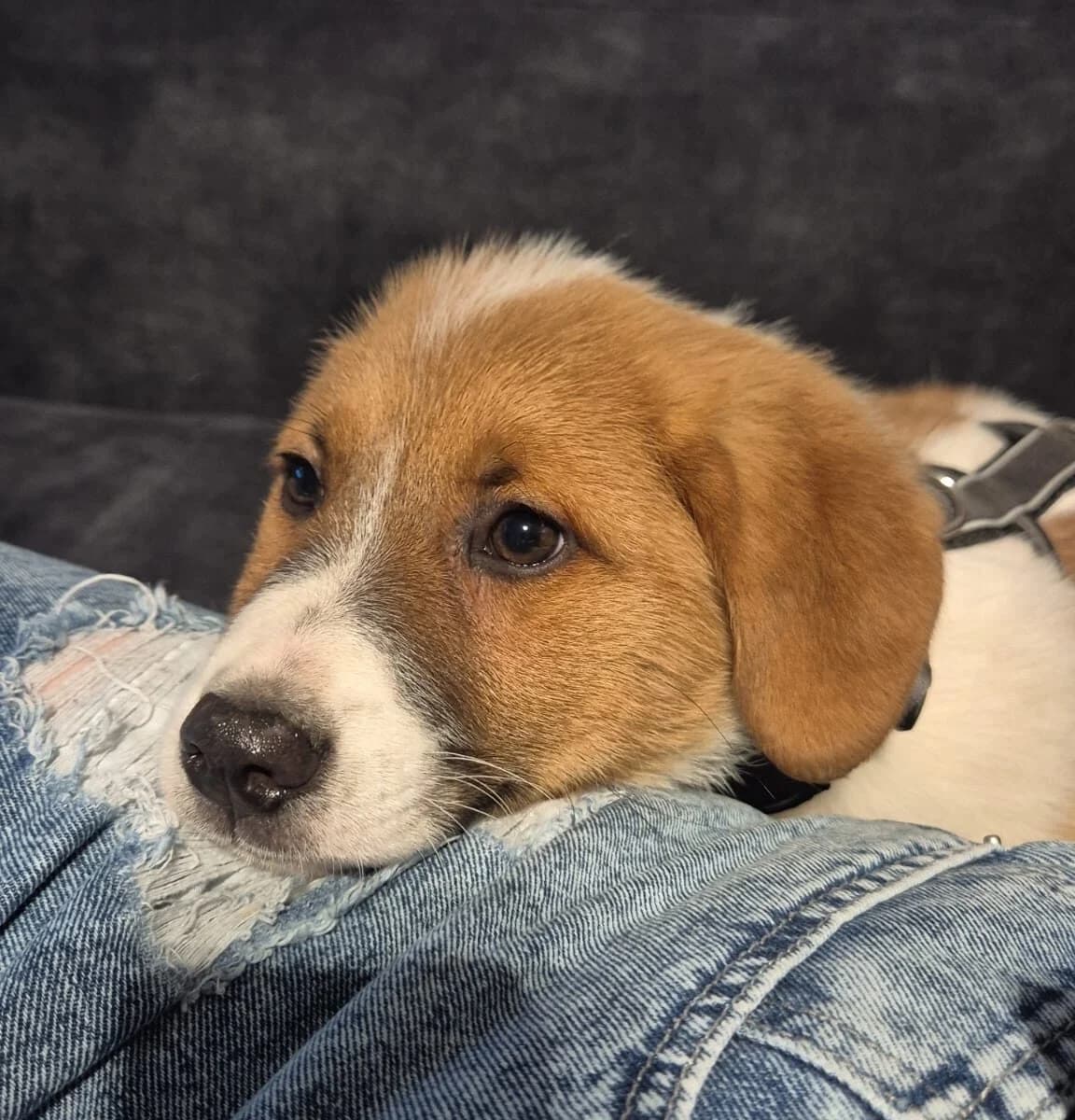 Patryk, male puppy Mixed Breed for adoption at Ein Herz für Streuner e.V., München
