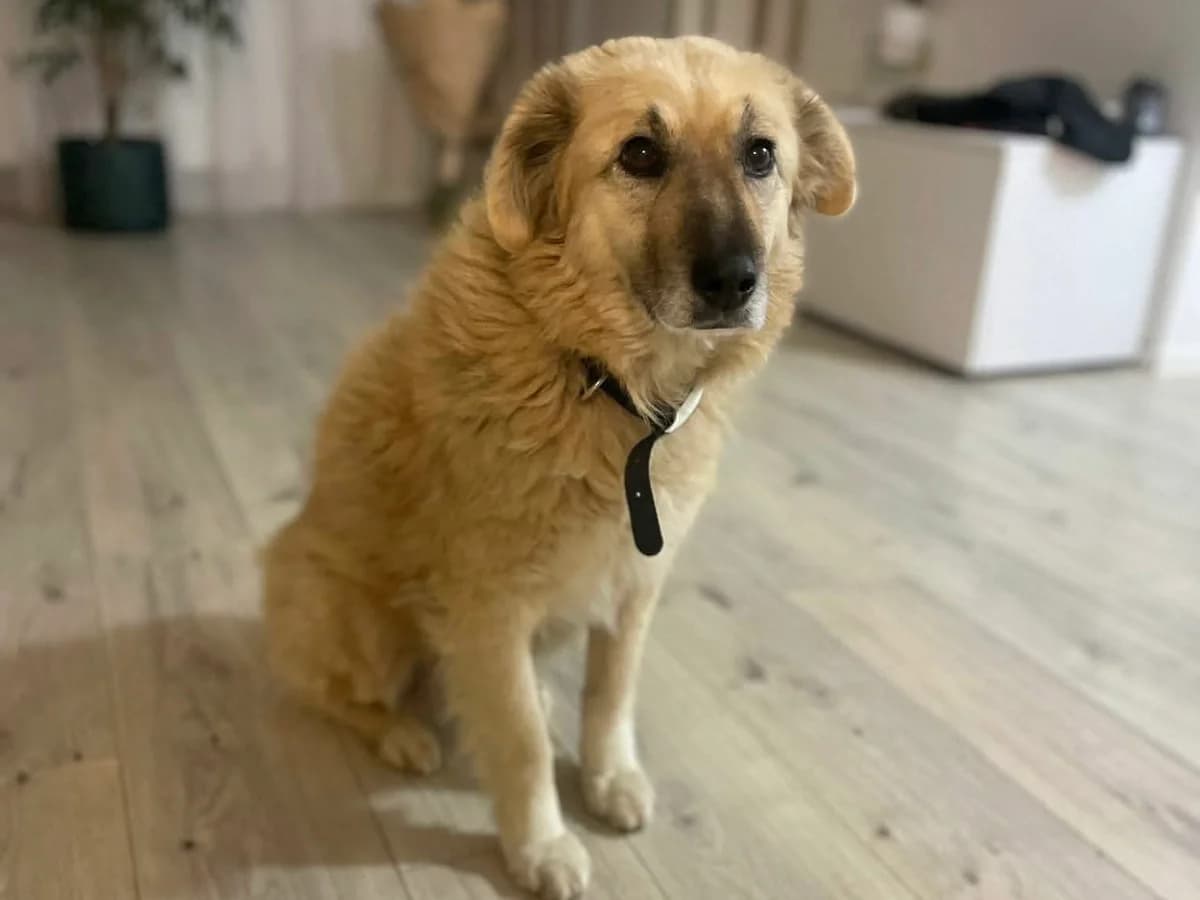 Patsy, female 5yo Mixed Breed for adoption at Ein Herz für Streuner e.V., München