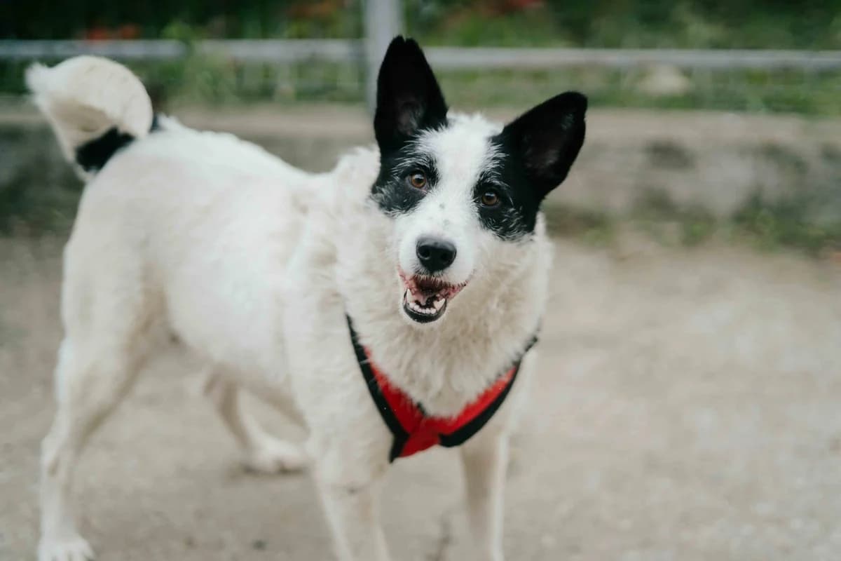 Patty, female 4yo Mixed Breed for adoption at Ein Herz für Streuner e.V., München