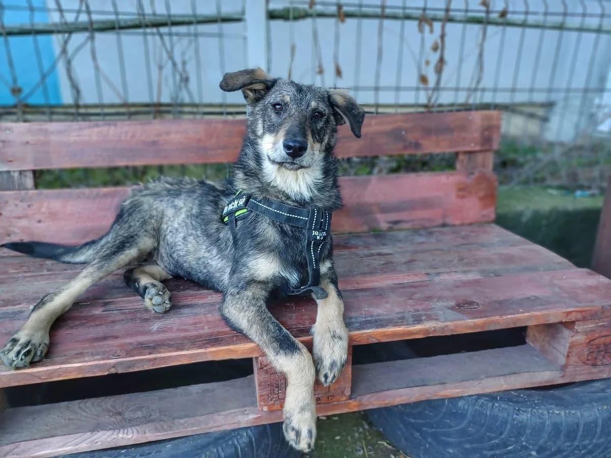 Paul, male puppy Mixed Breed for adoption at Ein Herz für Streuner e.V., München