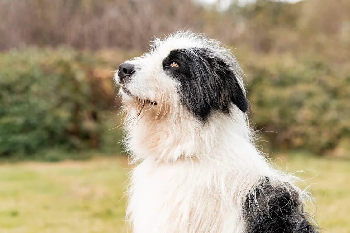 Paul, male 3yo Mixed Breed for adoption at Ein Herz für Streuner e.V., München