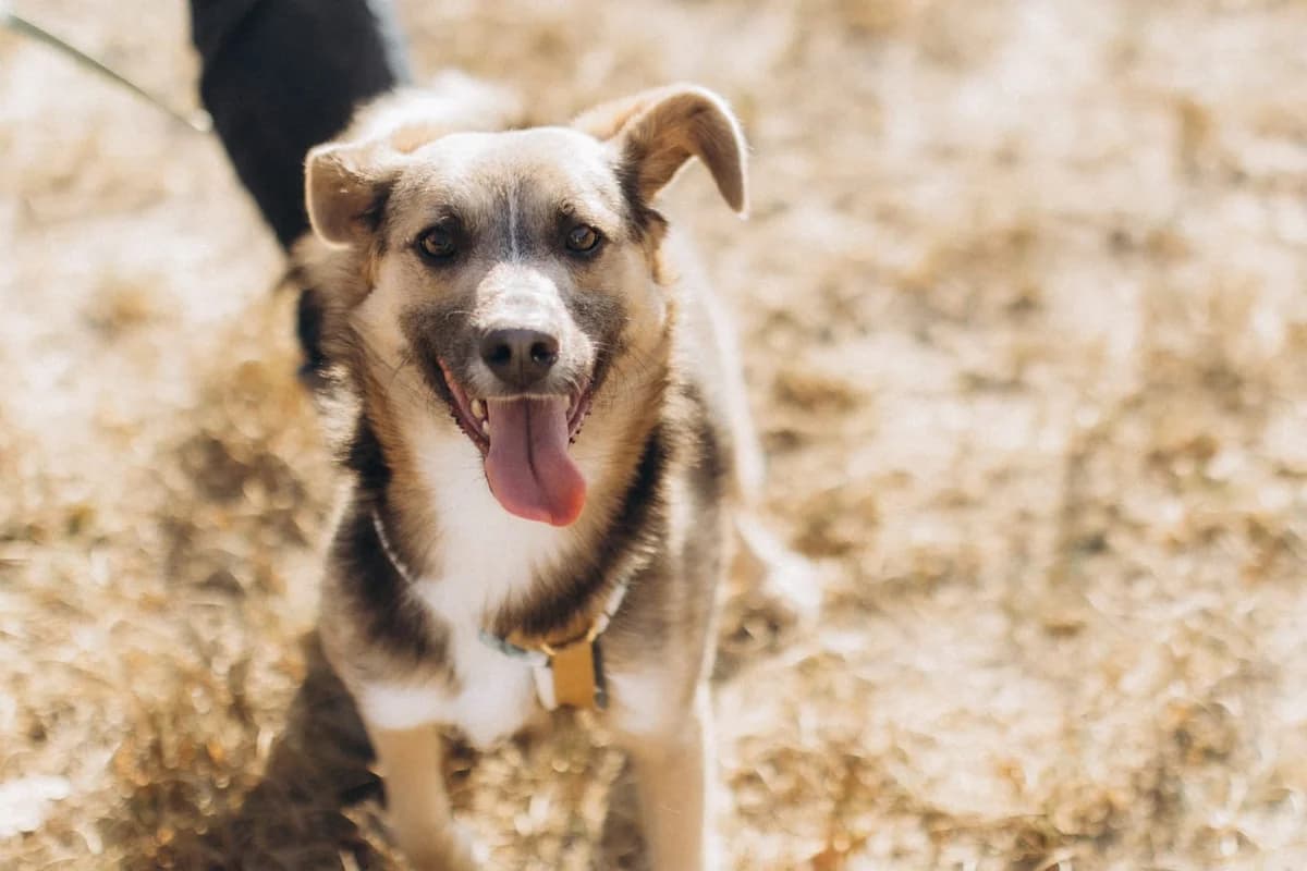 Paul, male 5yo Mixed Breed for adoption at Ein Herz für Streuner e.V., München