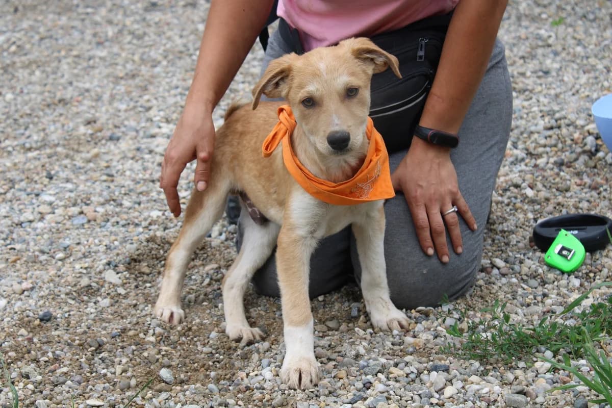 Paul Kohlhase, male puppy Mixed Breed for adoption at Ein Herz für Streuner e.V., München