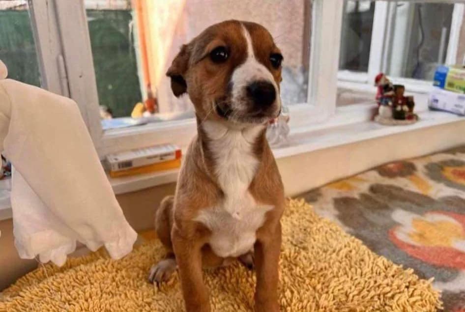 Paula, puppy Mixed Breed for adoption at Ein Herz für Streuner e.V., München