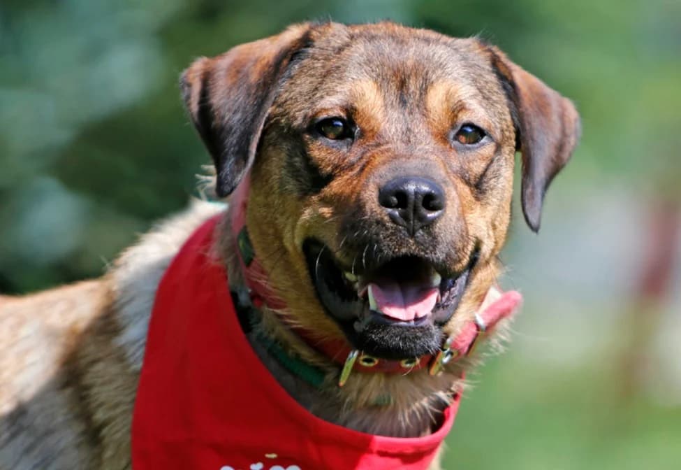 Paula, female 4yo Mixed Breed for adoption at Ein Herz für Streuner e.V., München