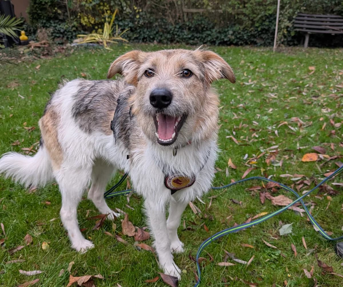 Paula, female young Mixed Breed for adoption at Ein Herz für Streuner e.V., München