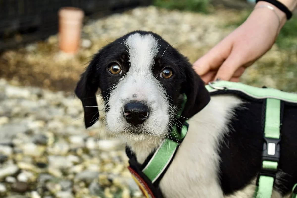 Paulchen, male puppy Mixed Breed for adoption at Ein Herz für Streuner e.V., München