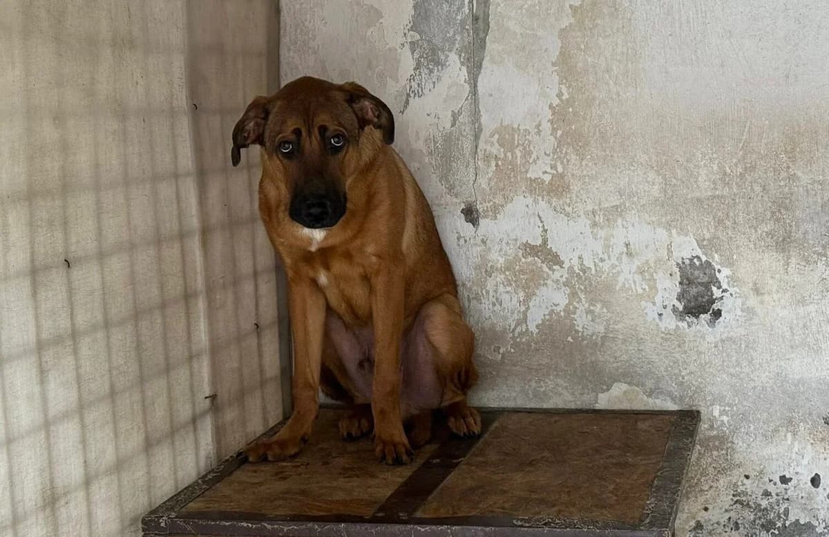 Paulchen, weiß male young Mixed Breed for adoption at Ein Herz für Streuner e.V., München