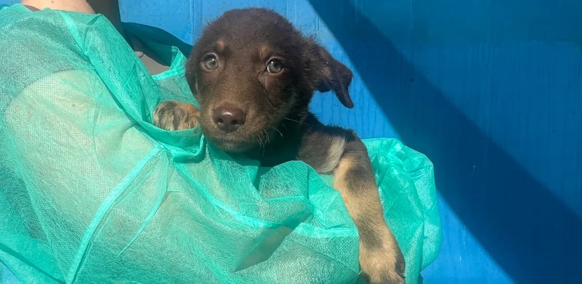 Paule, male puppy Mixed Breed for adoption at Ein Herz für Streuner e.V., München