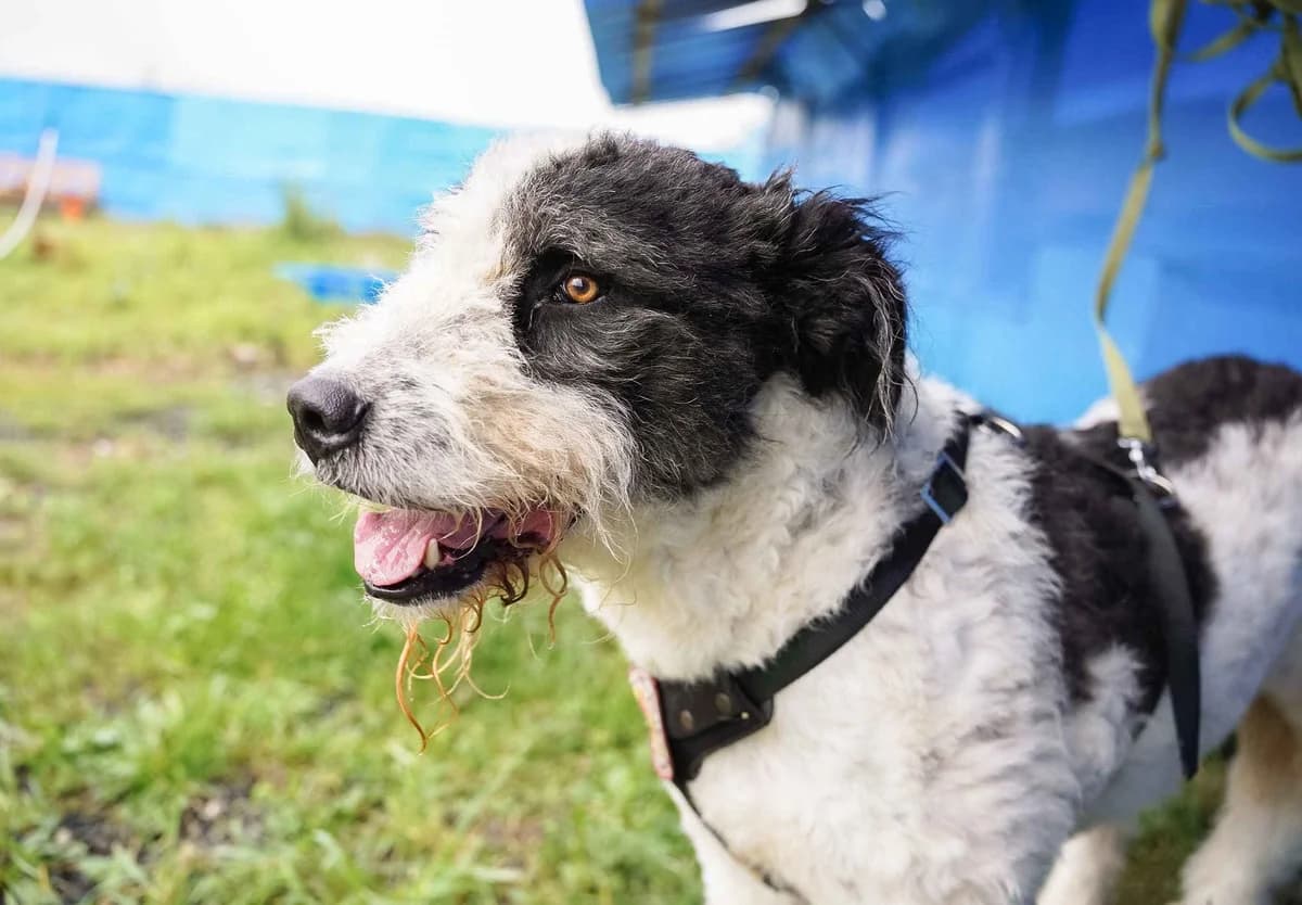 Paule, schwarz male 6yo Mixed Breed for adoption at Ein Herz für Streuner e.V., München