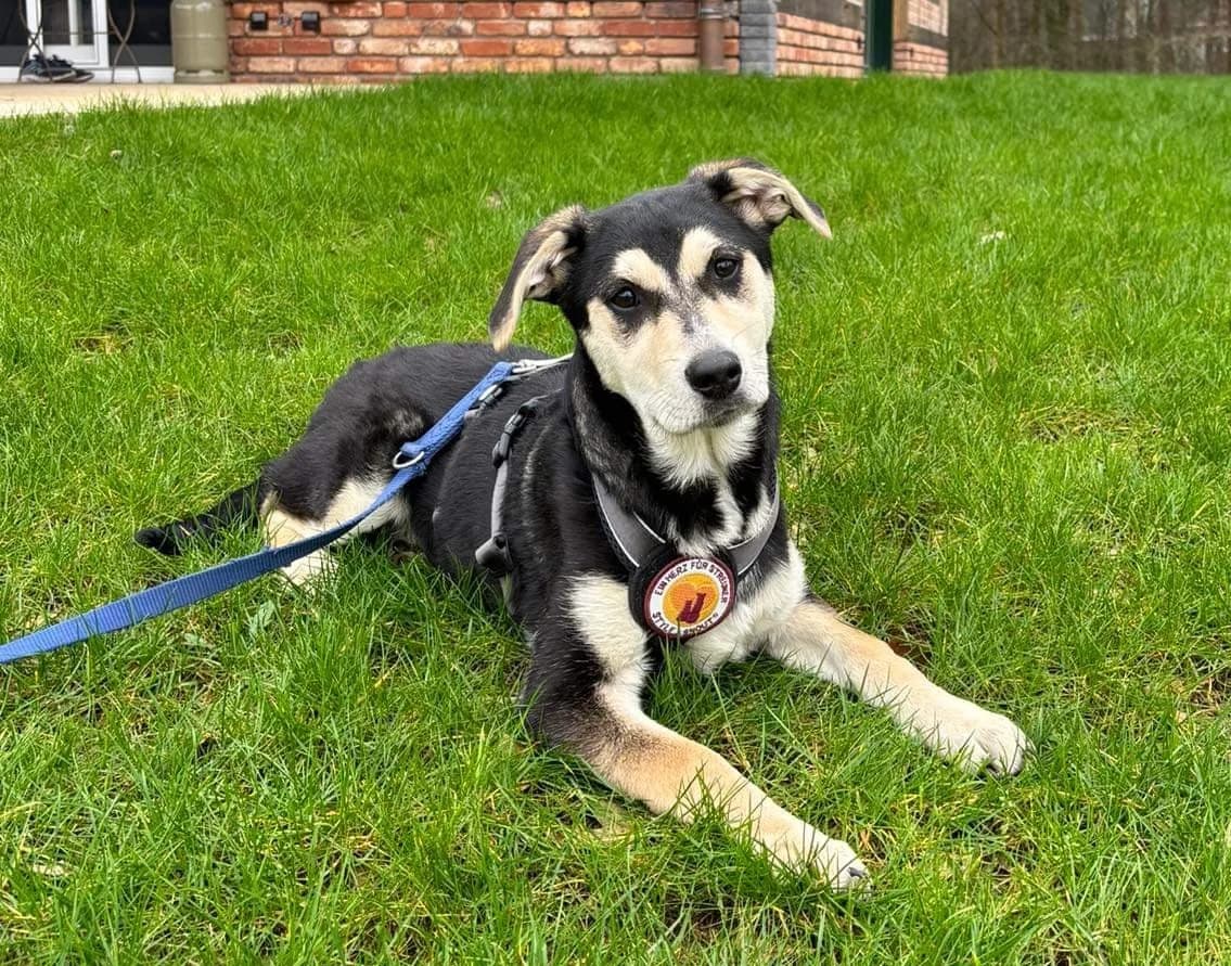 Pauli, female puppy Mixed Breed for adoption at Ein Herz für Streuner e.V., München