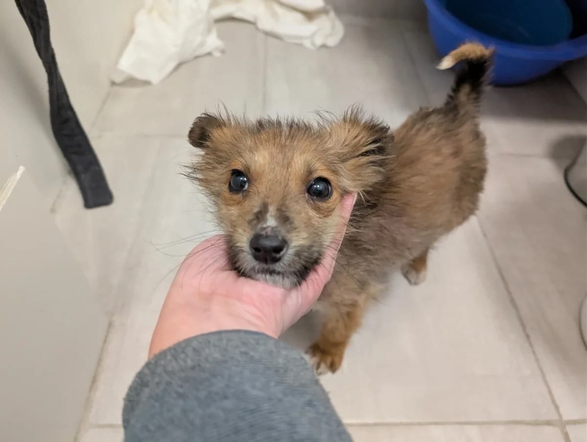 Pauli, male puppy Mixed Breed for adoption at Ein Herz für Streuner e.V., München
