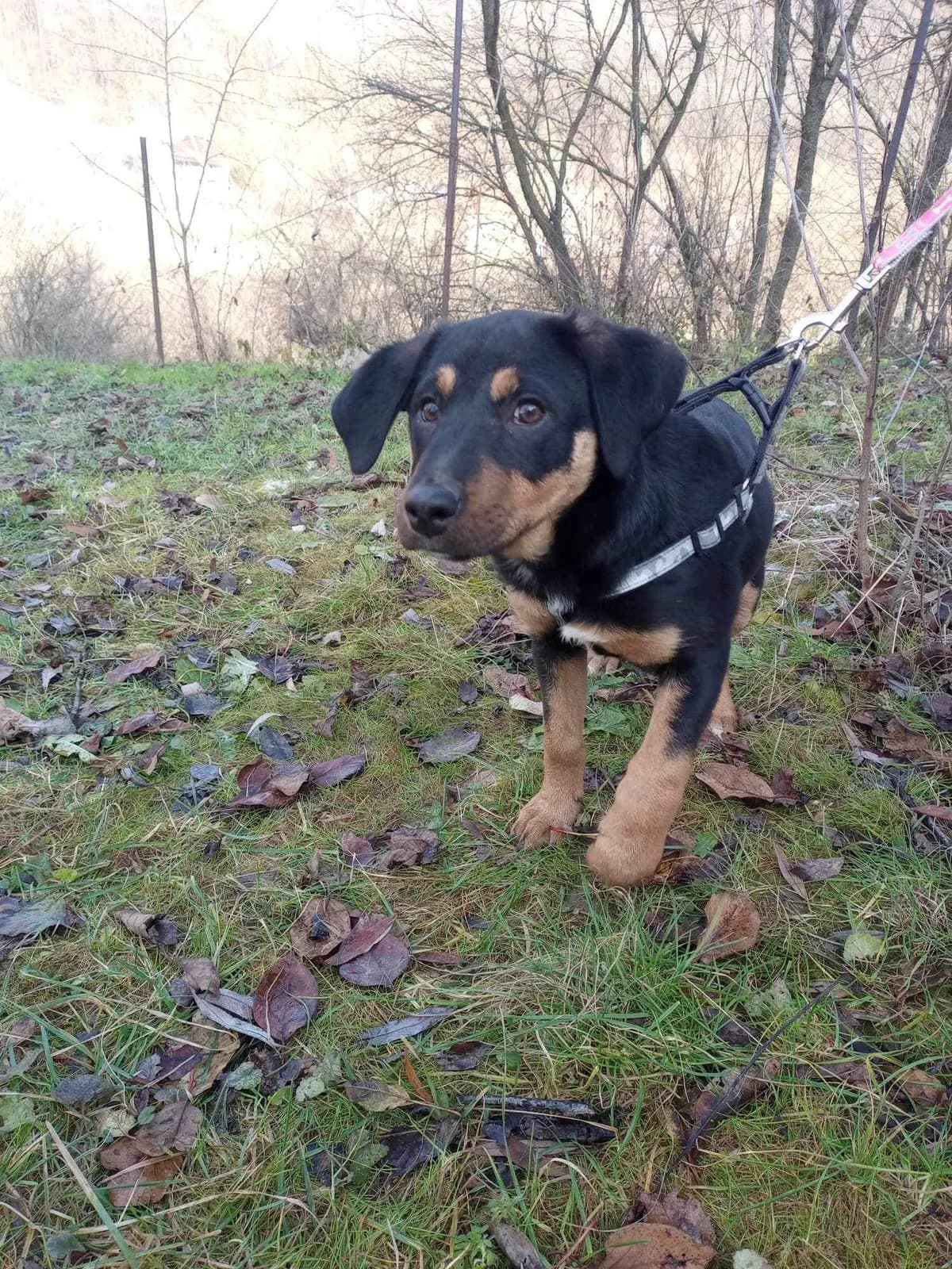 Paulina, female puppy Mixed Breed for adoption at Ein Herz für Streuner e.V., München