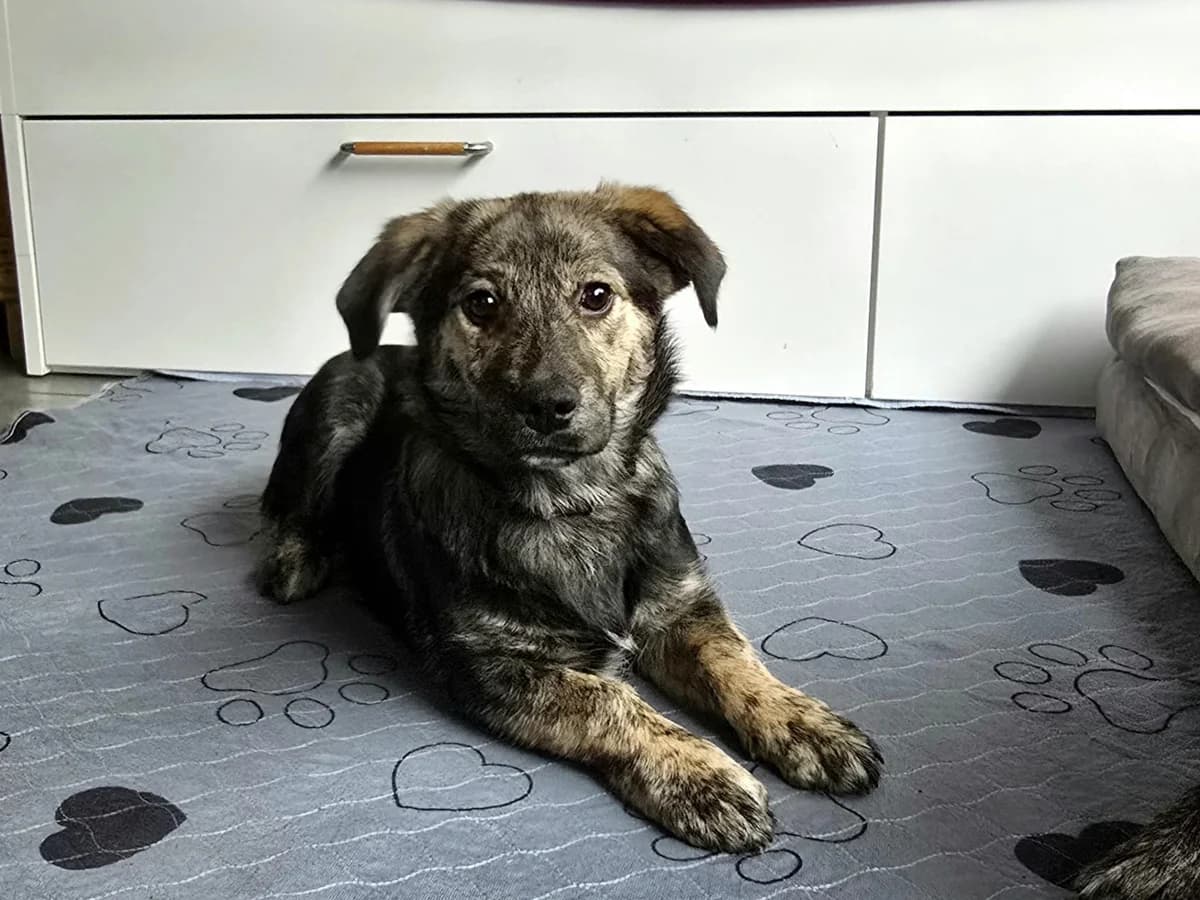 Paulina, female puppy Mixed Breed for adoption at Ein Herz für Streuner e.V., München