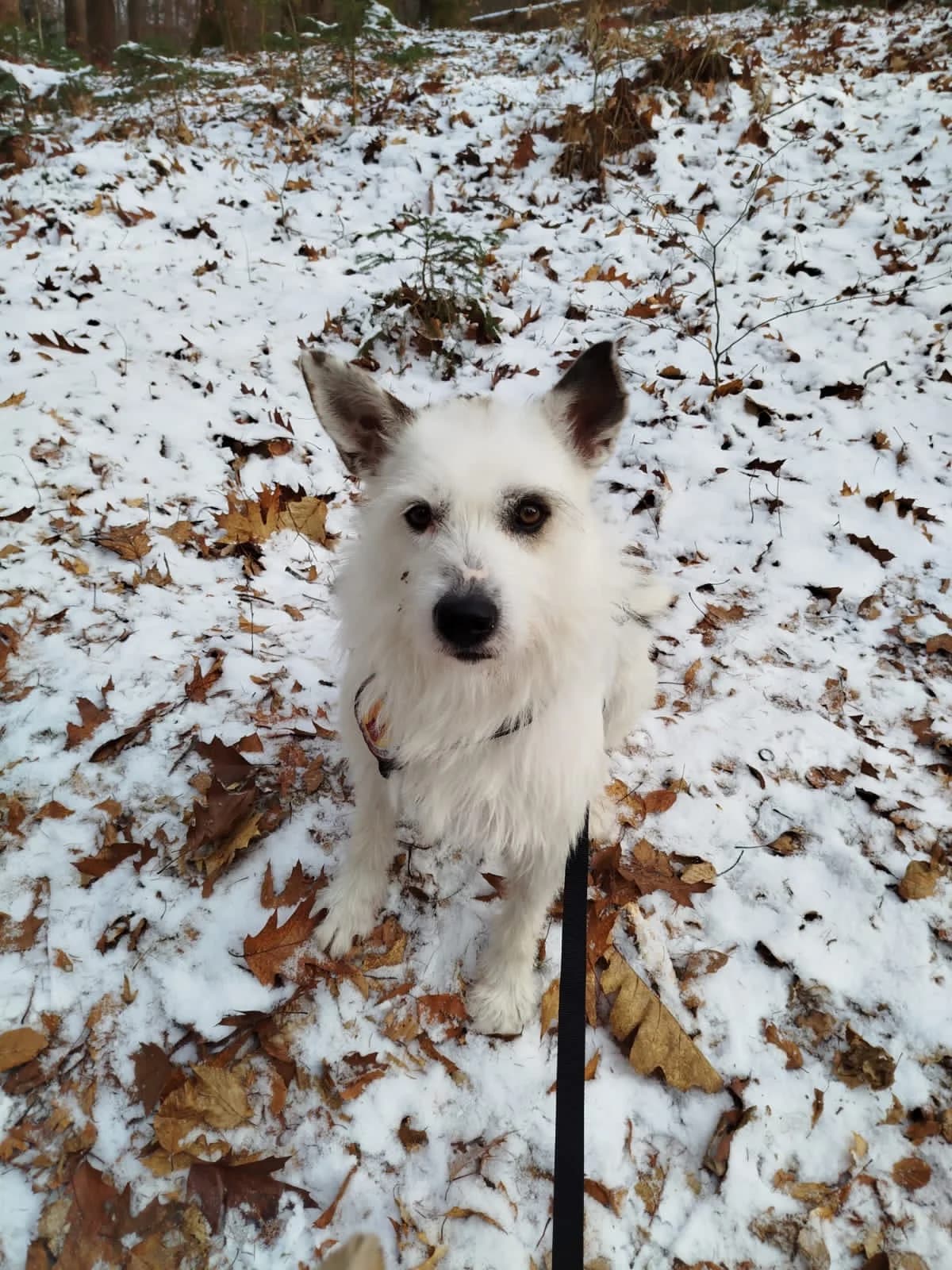 Pauline, weiß female 5yo Mixed Breed for adoption at Ein Herz für Streuner e.V., München