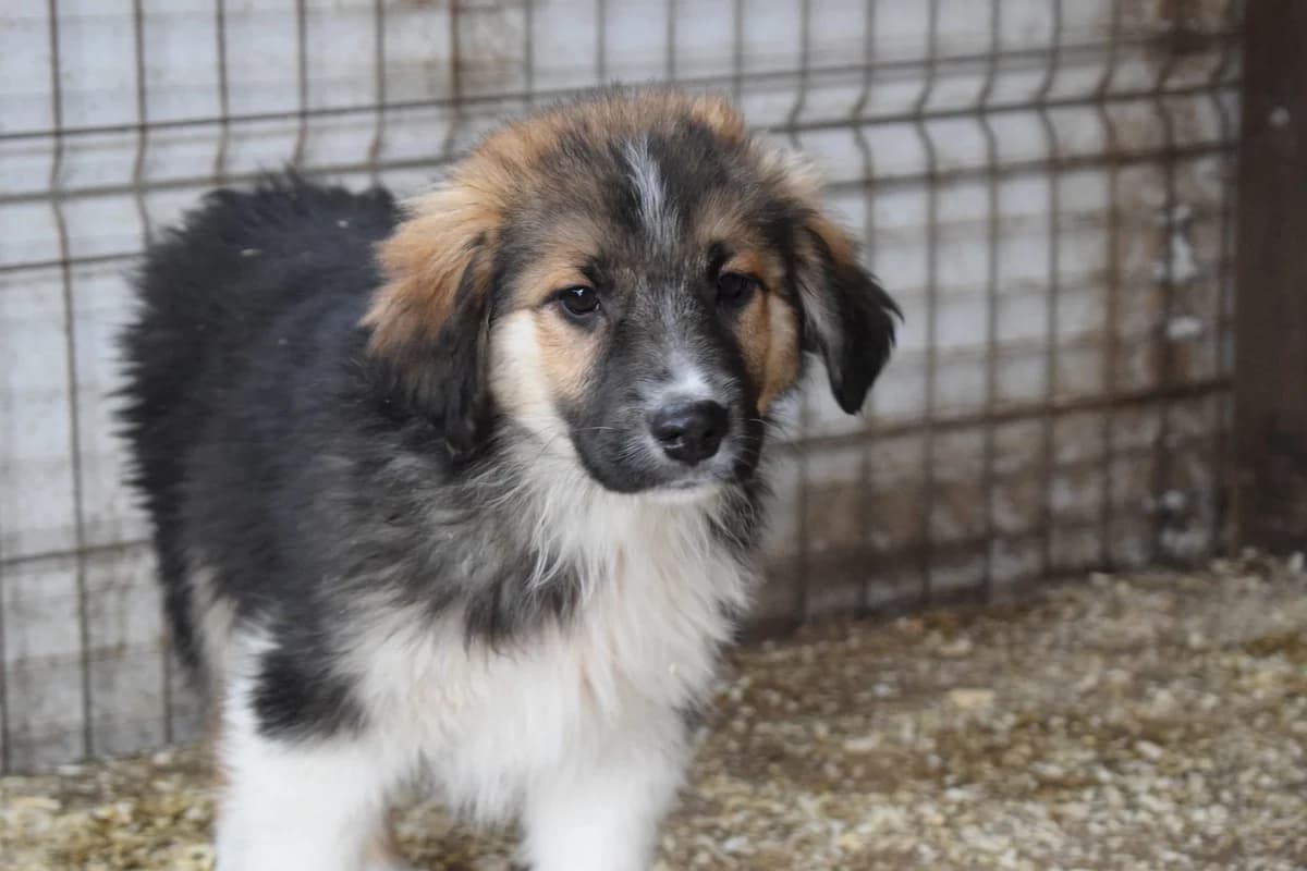 Paulo, male puppy Mixed Breed for adoption at Ein Herz für Streuner e.V., München