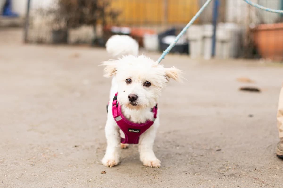 Paulsen, young Mixed Breed for adoption at Ein Herz für Streuner e.V., München