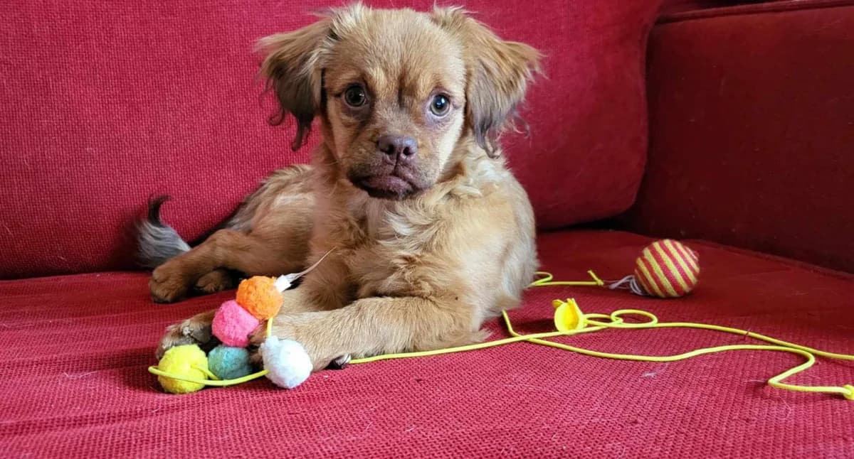 Pauly, female puppy Mixed Breed for adoption at Ein Herz für Streuner e.V., München