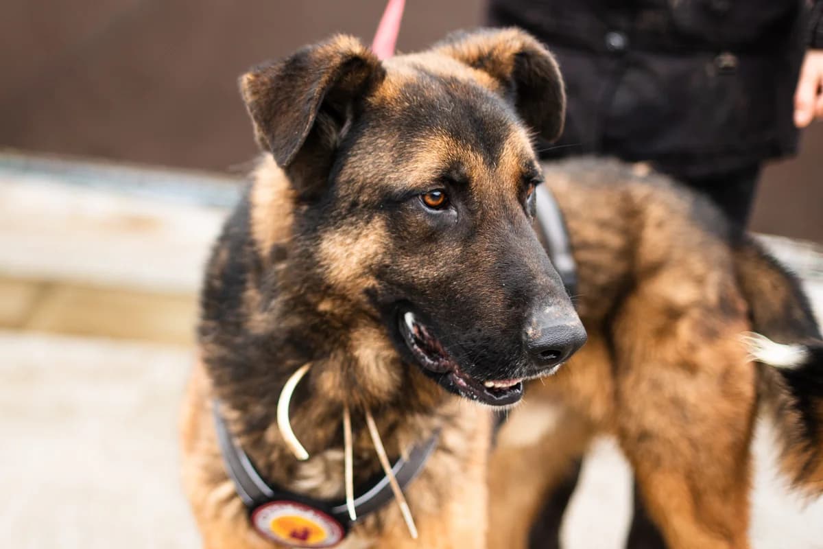 Pax, schwarz male 5yo Mixed Breed for adoption at Ein Herz für Streuner e.V., München