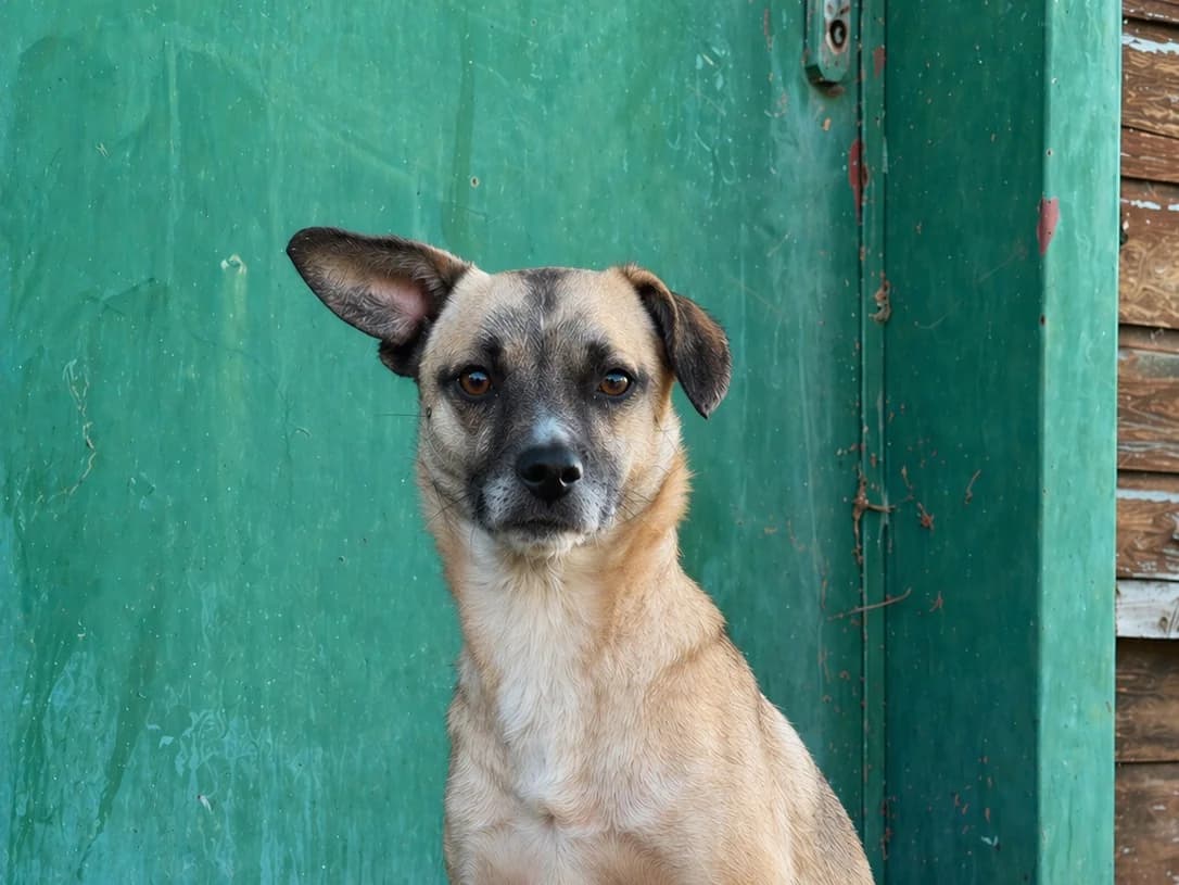 Payton, female young Mixed Breed for adoption at Ein Herz für Streuner e.V., München
