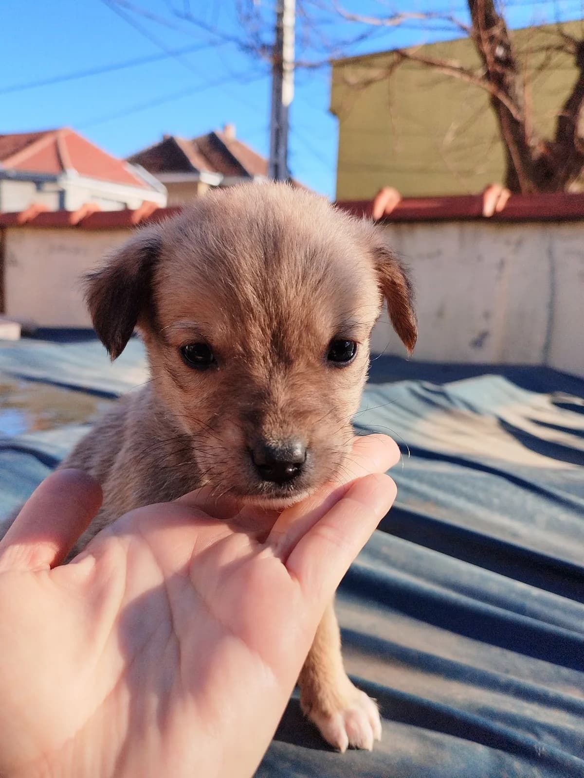 Peach, female puppy Mixed Breed for adoption at Ein Herz für Streuner e.V., München