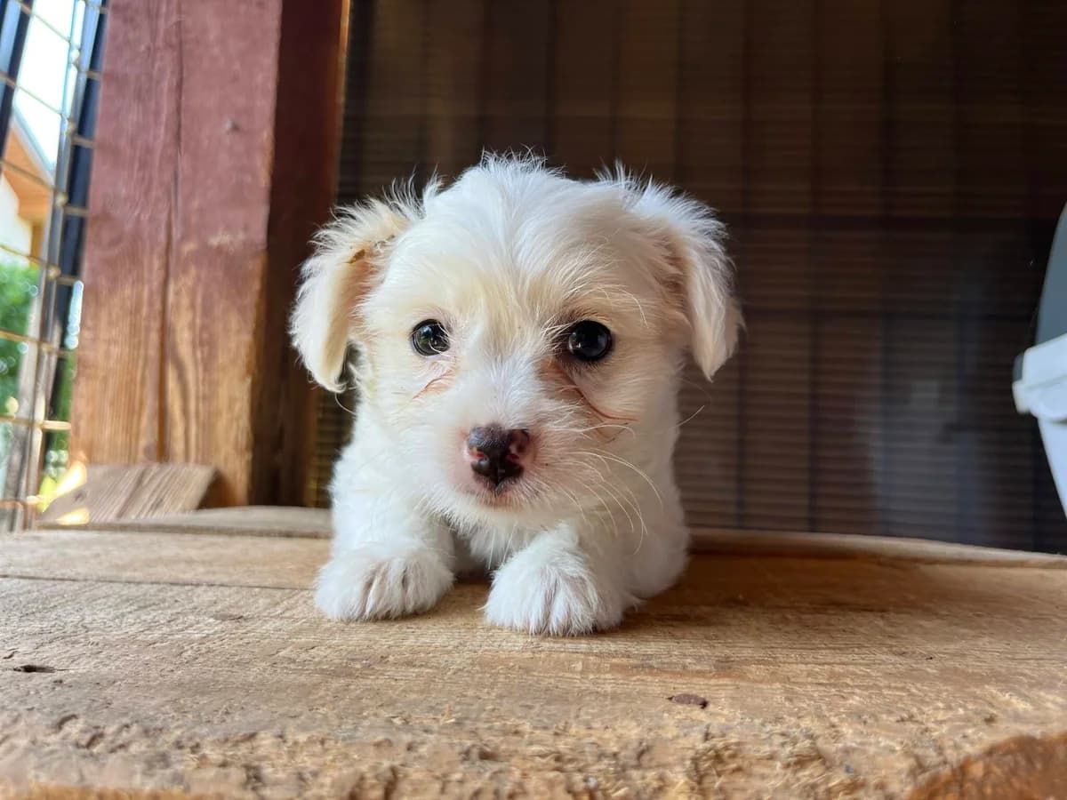 Peach, female puppy Mixed Breed for adoption at Ein Herz für Streuner e.V., München