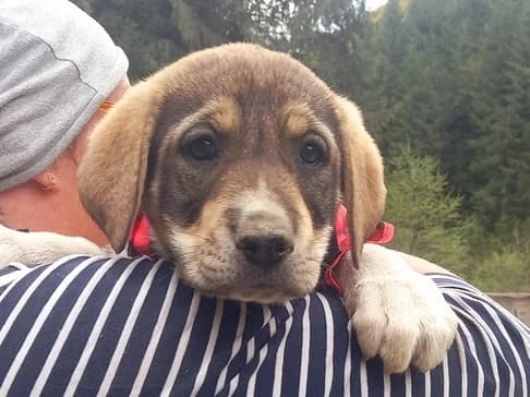 Peach, female puppy Mixed Breed for adoption at Ein Herz für Streuner e.V., München