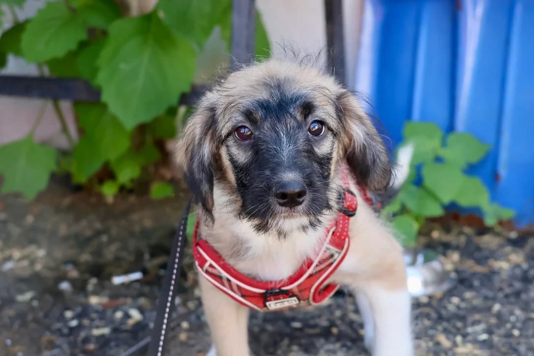 Peaches, female puppy Mixed Breed for adoption at Ein Herz für Streuner e.V., München