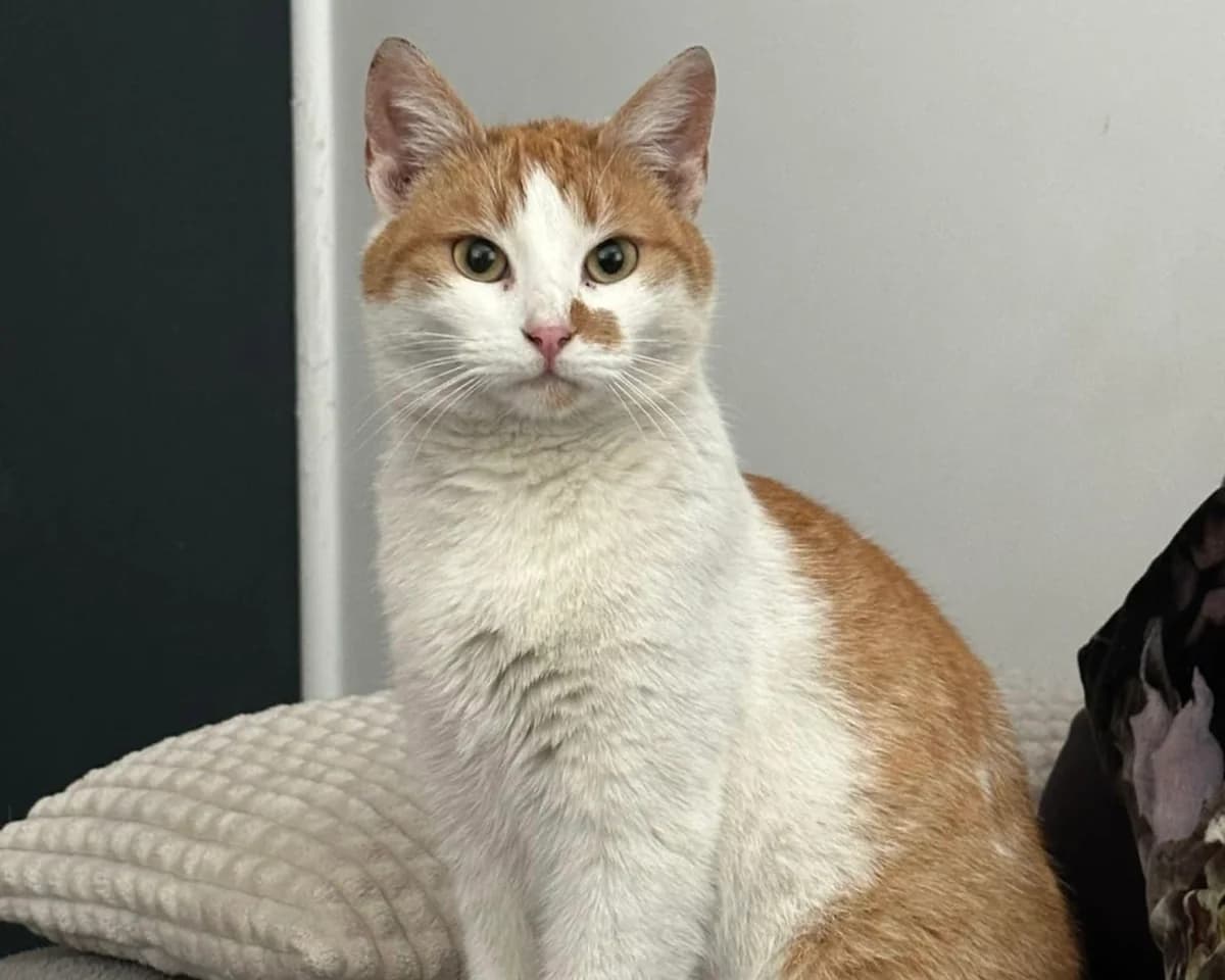 Peaches, female 5yo Mixed Breed for adoption at Ein Herz für Streuner e.V., München