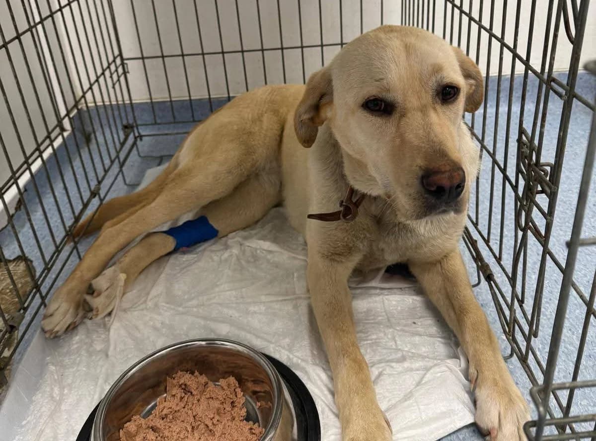 Peaches, female Mixed Breed for adoption at Ein Herz für Streuner e.V.