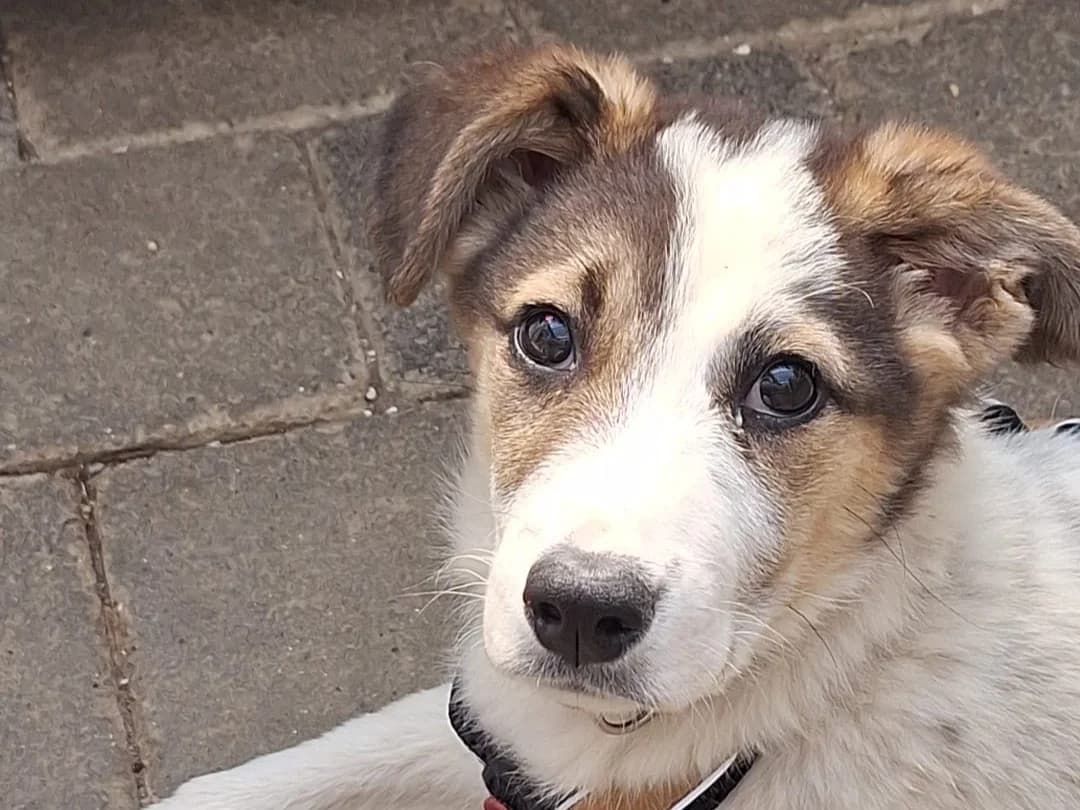 Peanut, female puppy Mixed Breed for adoption at Ein Herz für Streuner e.V., München