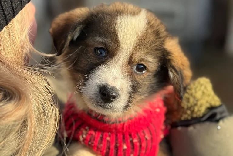Peanut, weiß male puppy Mixed Breed for adoption at Ein Herz für Streuner e.V., München