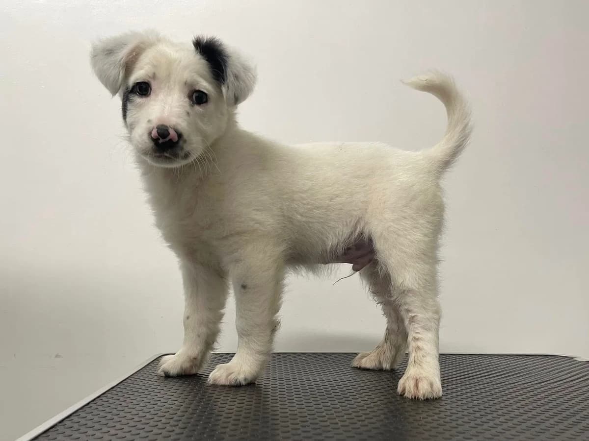 Peanut, male puppy Mixed Breed for adoption at Ein Herz für Streuner e.V., München