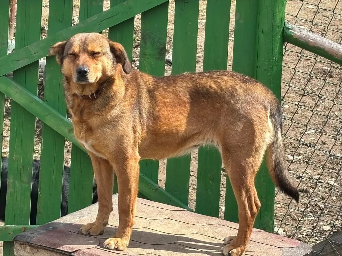 Peanut, female 4yo Mixed Breed for adoption at Ein Herz für Streuner e.V., München