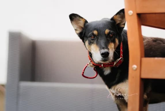 Pearl, female 6yo Mixed Breed for adoption at Ein Herz für Streuner e.V., München
