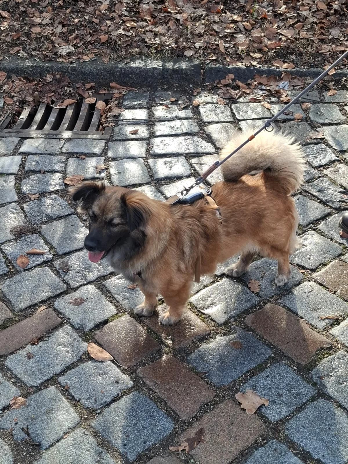Pearl, female 5yo Mixed Breed for adoption at Ein Herz für Streuner e.V., München