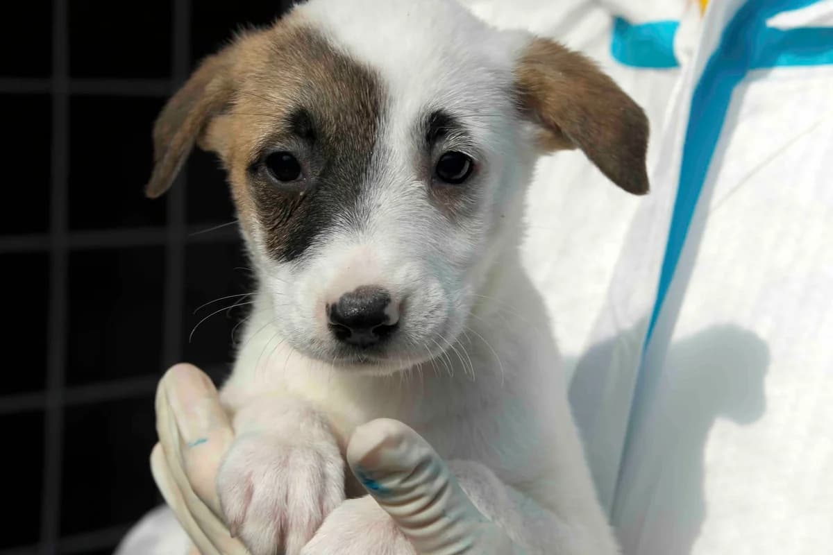 Pearl, weiß female puppy Mixed Breed for adoption at Ein Herz für Streuner e.V., München