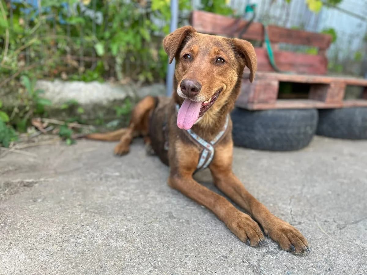 Pearly, female 5yo Mixed Breed for adoption at Ein Herz für Streuner e.V., München