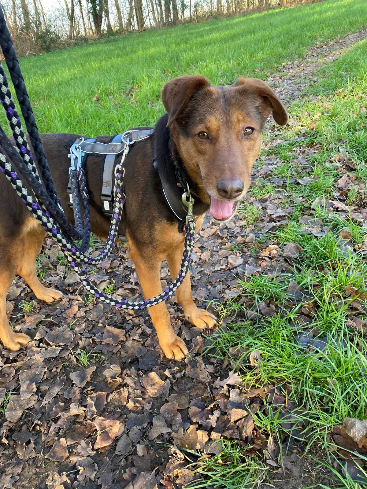 Pearly, female 5yo Mixed Breed for adoption at Ein Herz für Streuner e.V., München