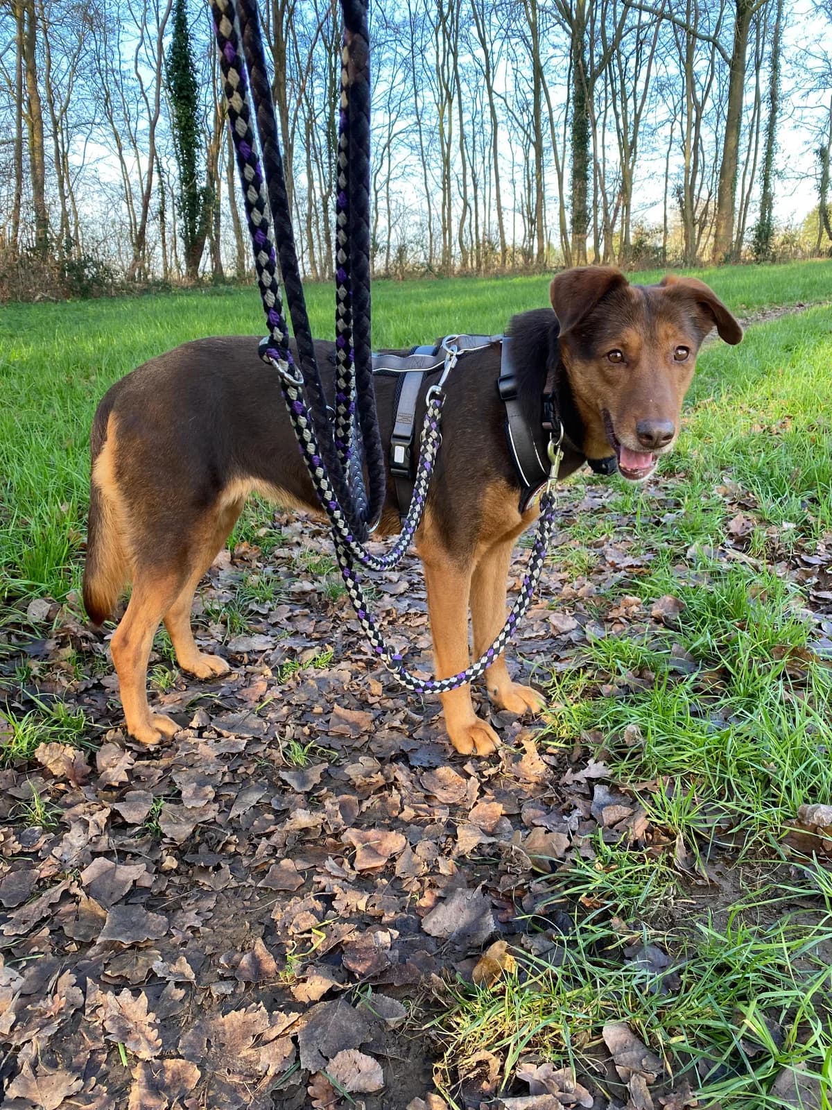 Pearly, female 5yo Mixed Breed for adoption at Ein Herz für Streuner e.V., München