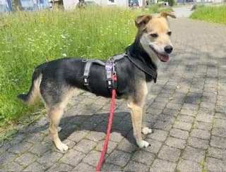 Pebbels, beige female senior Mixed Breed for adoption at Ein Herz für Streuner e.V., München