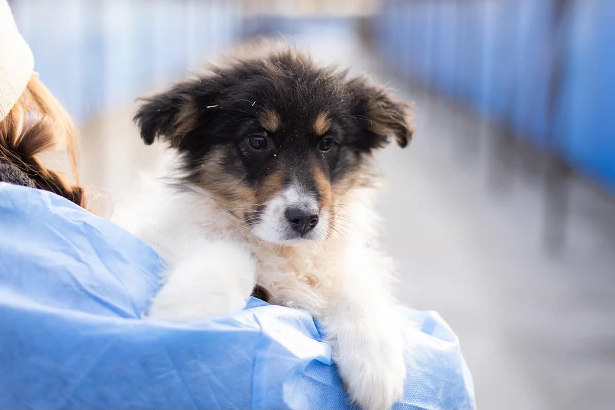 Pebbels, weiß female puppy Mixed Breed for adoption at Ein Herz für Streuner e.V., München