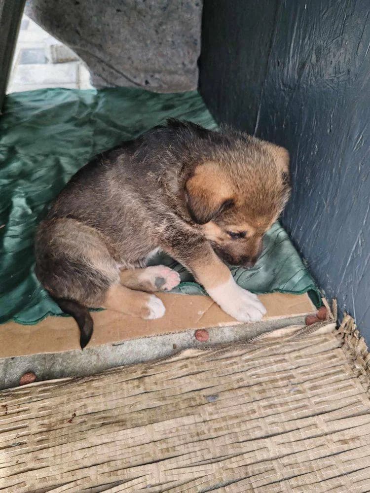 Pebbles, Mixed Breed for adoption at Ein Herz für Streuner e.V., München