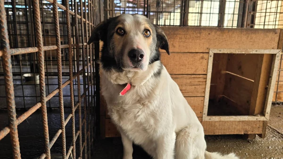 Pebbles, weiß female 4yo Mixed Breed for adoption at Ein Herz für Streuner e.V., München