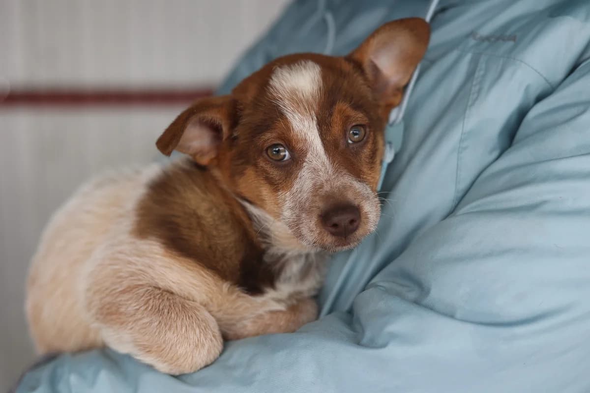 Pebbles, female puppy Mixed Breed for adoption at Ein Herz für Streuner e.V., München