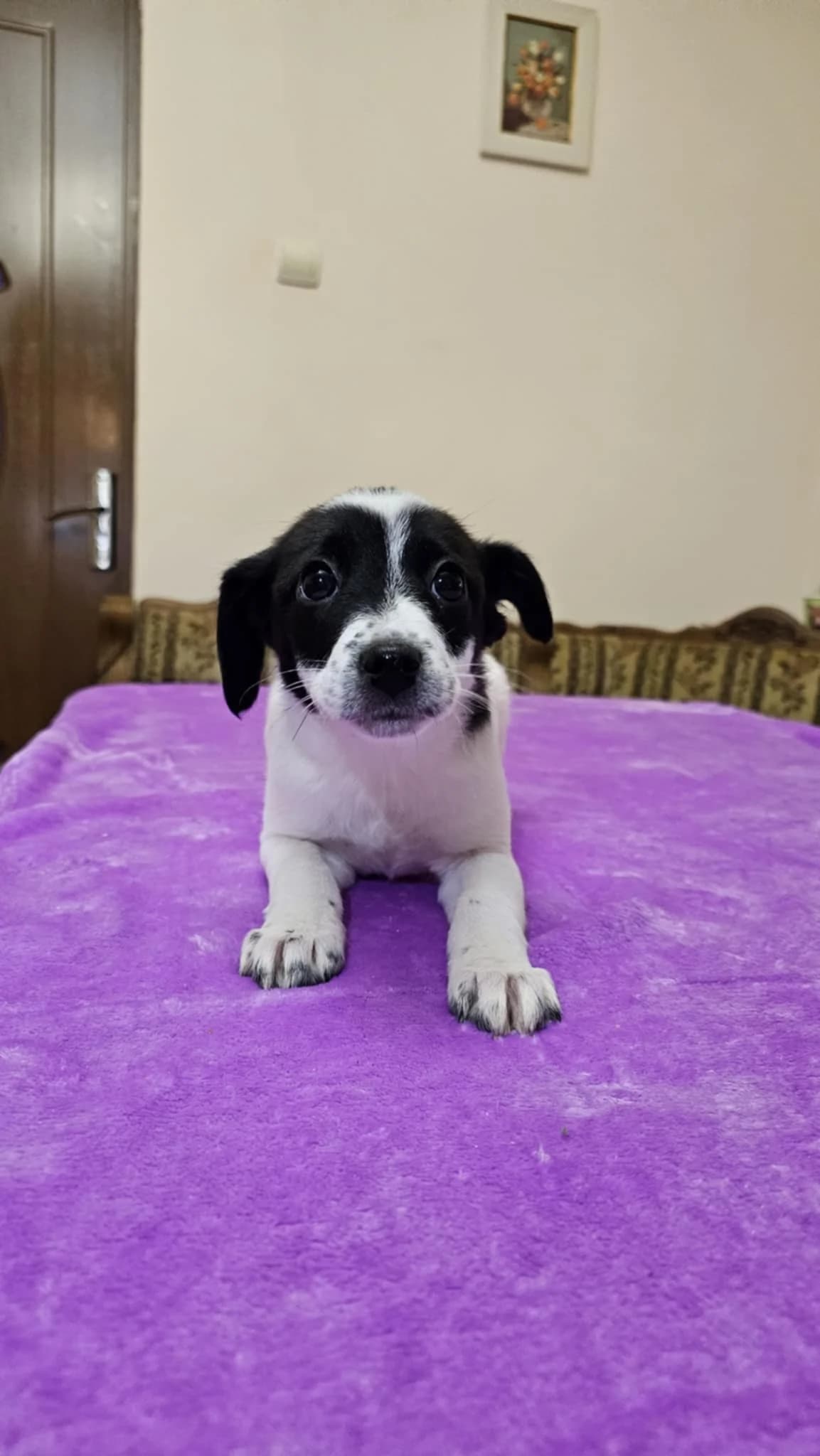 Pebels, puppy Mixed Breed for adoption at Ein Herz für Streuner e.V., München